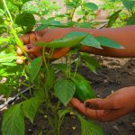 Livelihoods Under Corona: livelihoods and agriculture