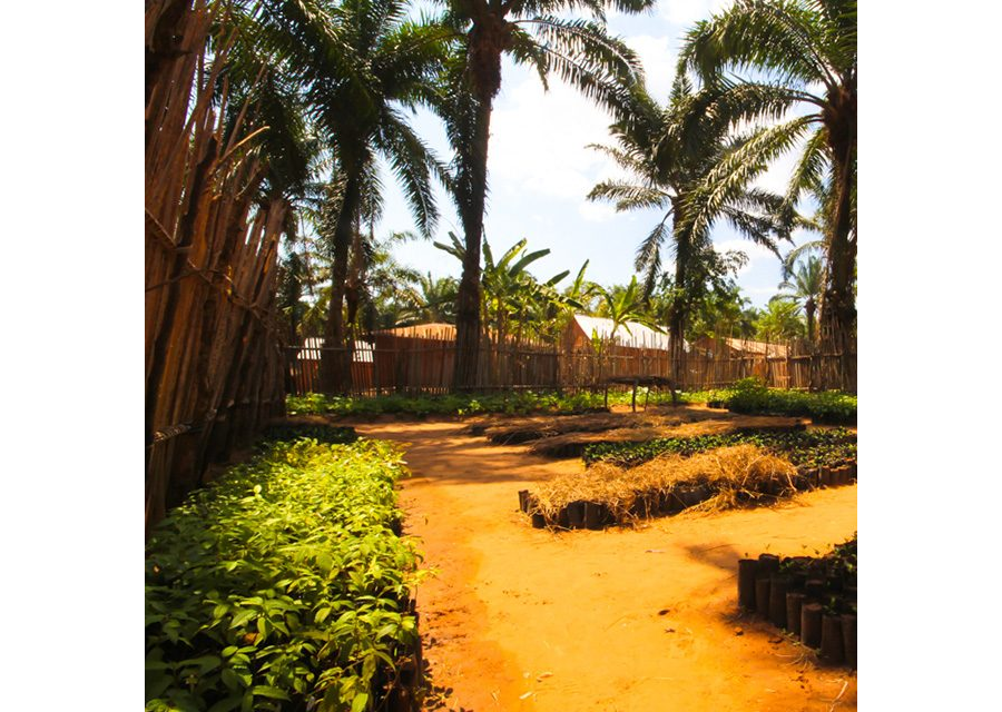 47% of Ugandan households depend on agriculture to survive