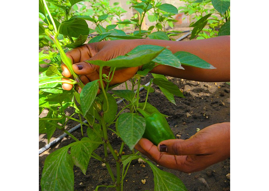 Livelihoods Under Corona: livelihoods and agriculture